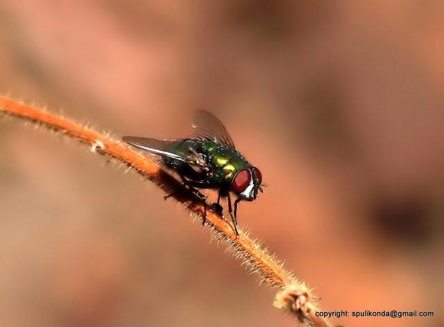 Sri fly